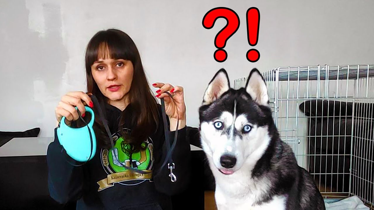 Что нужно собаке? Вещи, которые являются обязательными