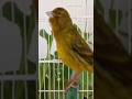 Chant Canaries Singing Canaris 342 تغريد الكناري طيور Birds Canary Chant Canaries Singing Canaris 342 تغريد الكناري طيور Birds Canary