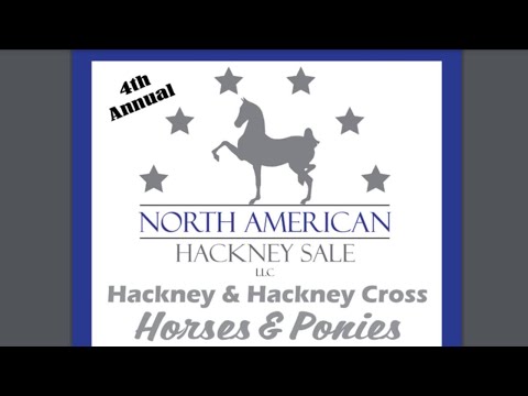 Video: Hackney Horse Breed Hypoallergeen, Gezondheid En Levensduur