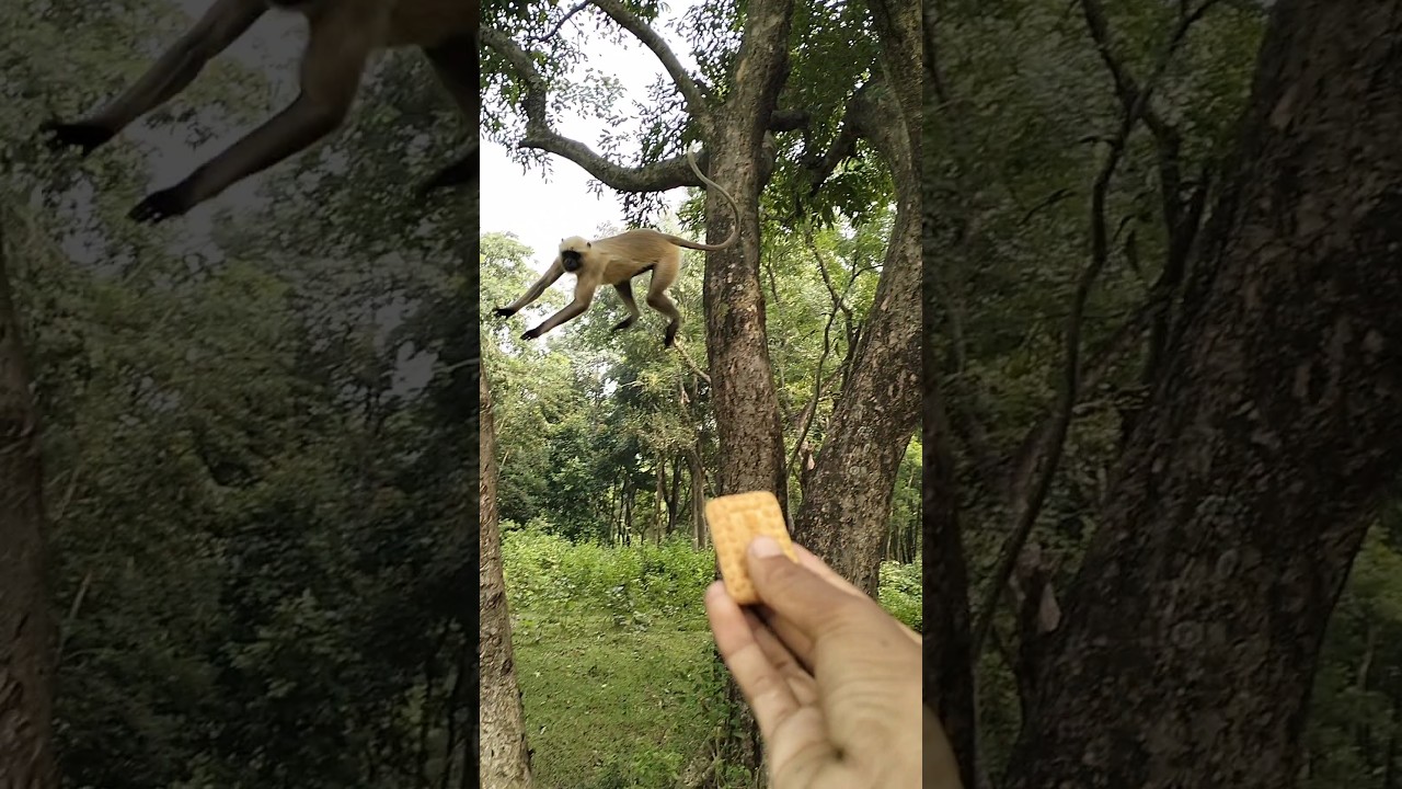 Monkey jump 😱😱😱🐒🐒🐒♥️♥️🙏🙏👀👀🥰🥰🥰🚀🚀🚀🚀🚀🚀