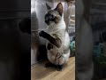 シャム猫#shorts #funny #cat#kitten #ガッツくん