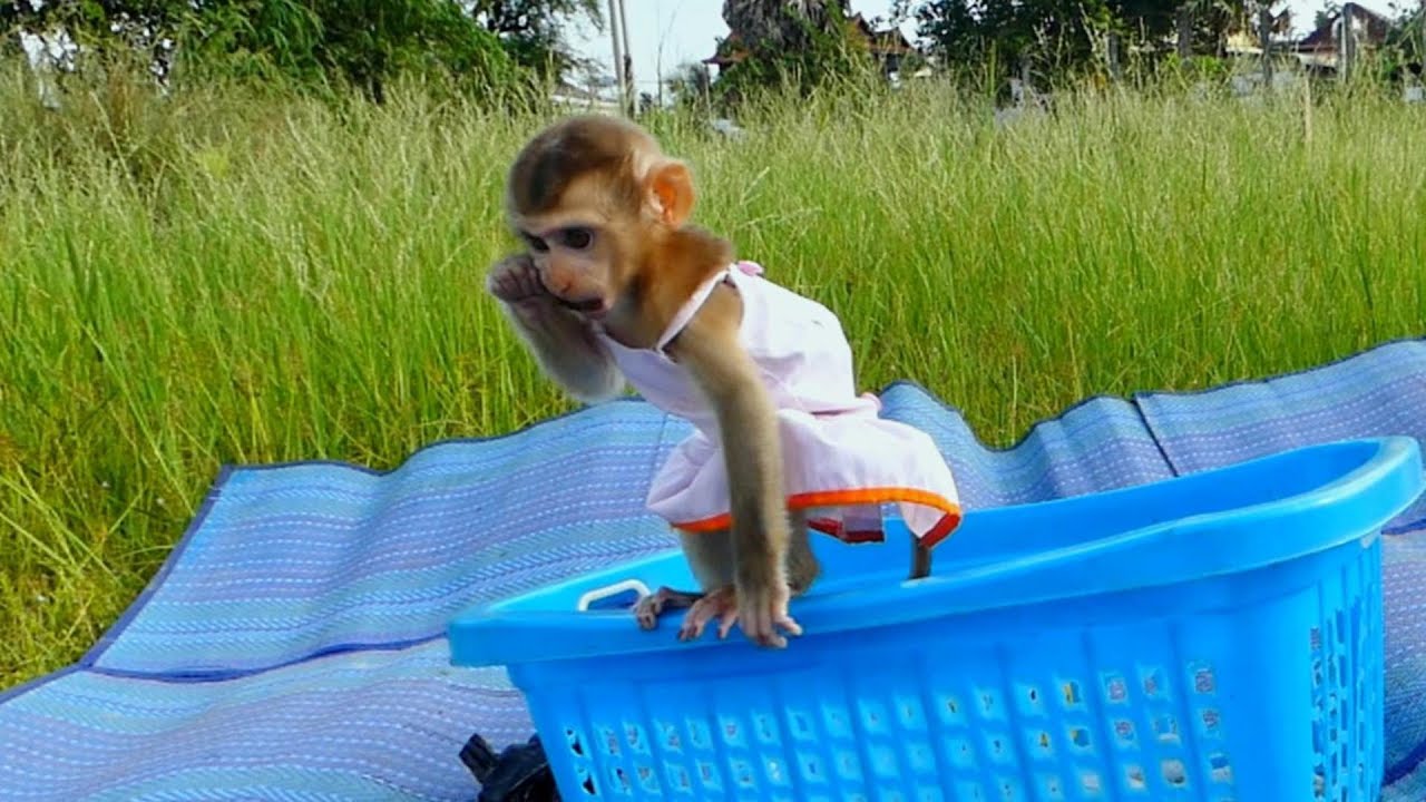 Cute little monkey having fun at a young age - YouTube