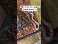 Snake experts what can I do ? Is it dead. I’m so confused. #reptiles #snake #animals