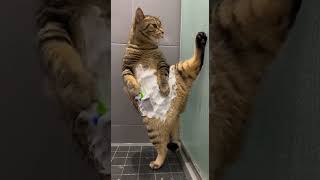 A Funny Cat Is Shaving Its Lower Back