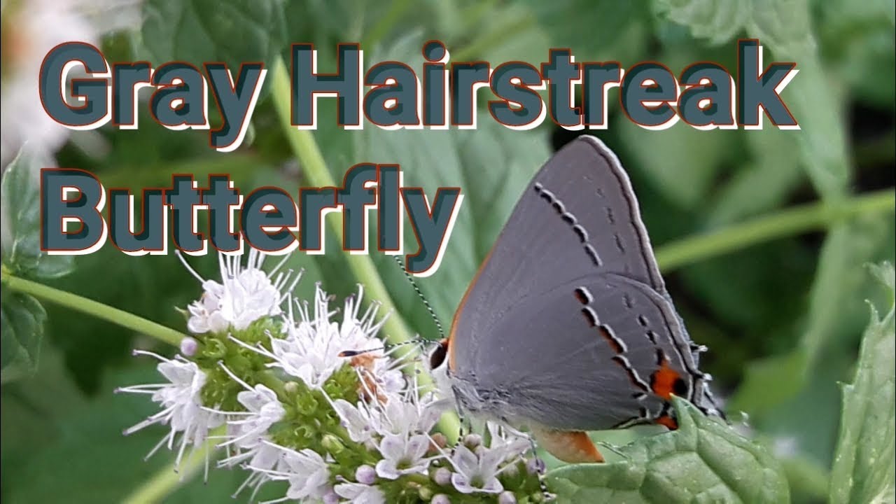 Gray Hairstreak Butterfly