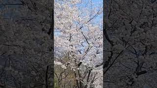 White world            #travel #nature #cherry blossom #stan #eminem #벚꽃