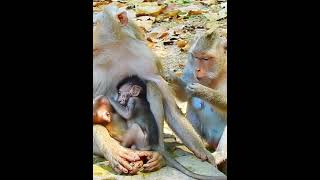 Really curious baby monkey miss her friends  #monkeyvide #rescueanimals  #monkey #monkeysr