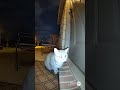 Ring camera ai video #ai #brainrot #cats #funny #funnyvideo #sora #explosion #ring #soraai #sora