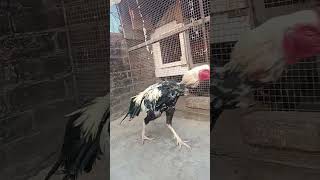 #ringtone #bgmringtone #bgm #music #alizaaseelmurgifarmhouse #shortvideo #shorts