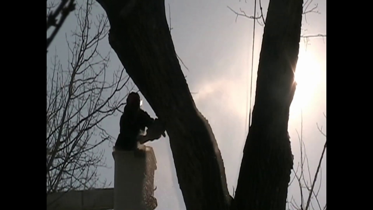 Large Cottonwood Tree Removal YouTube