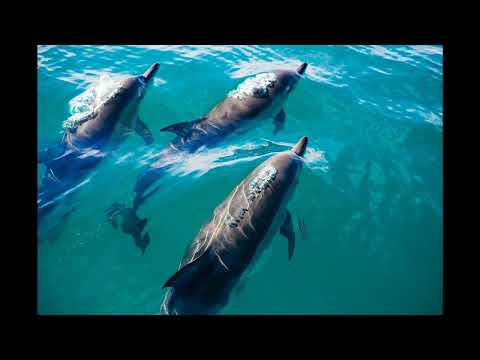 Musique Cinématic Film Création I A De Daniel De Radio Du Lotus 