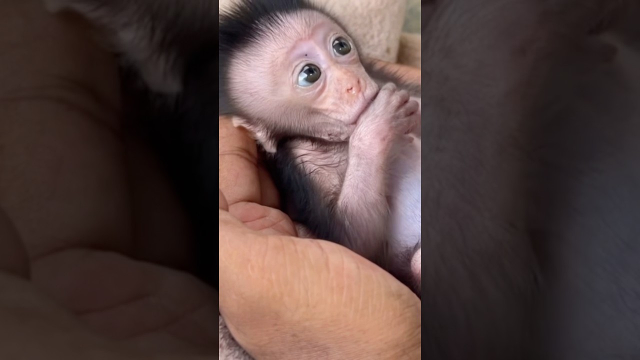 “Every Time I Talk… She Raises Her Eyebrows 😭🐒💞”