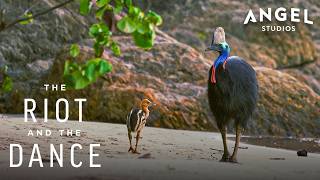 Southern Cassowary: The Jungle’s Most Mysterious Bird | The Riot And The Dance
