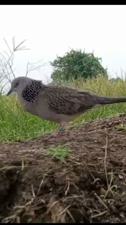 Pikat tekukur banggo #Shorts