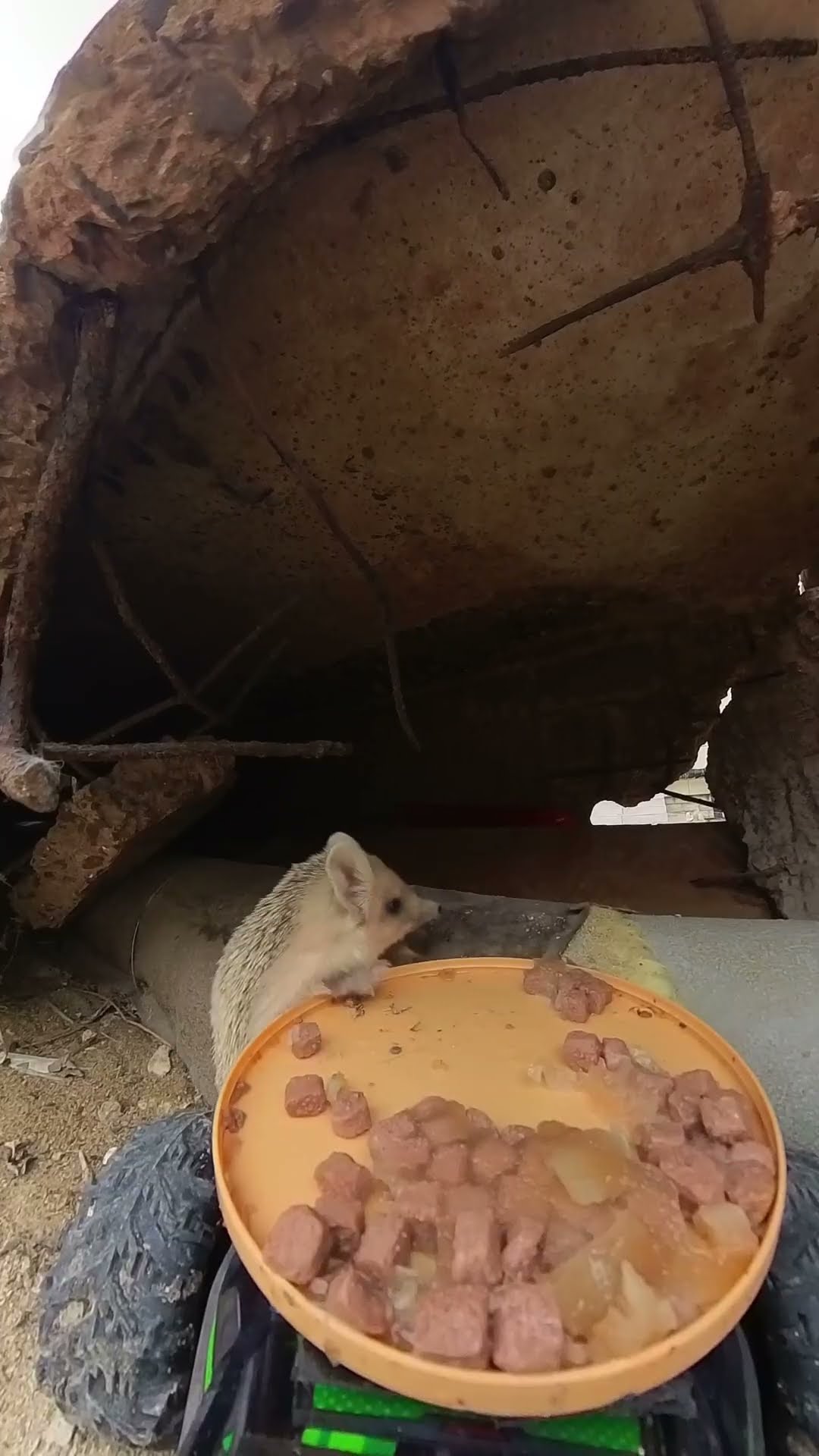 Brave Hedgehog Takes RC Cat Food || ViralHog