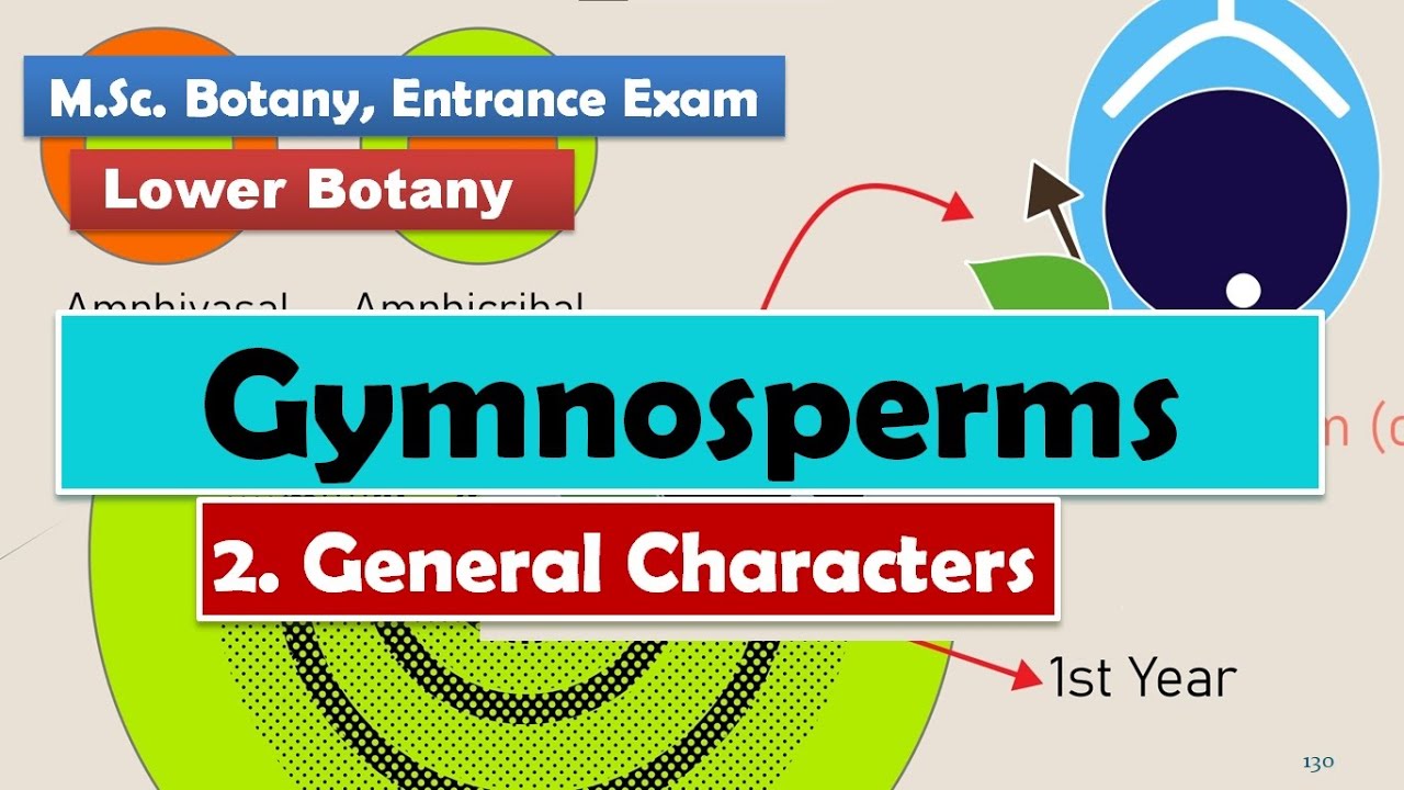 (Detailed) General characteristics | Gymnosperm | B.Sc., M.Sc., NEET