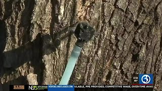 VIDEO: Making maple syrup in Hartland