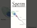 Structure of Sperm | Male Reproductive Cell Explained #reproductivesystem
