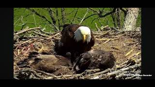 Decorah North Bald Eagles 5\/10\/2024 11:43