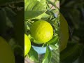 Nature #nature #plants #60smusic #shorts #fyp