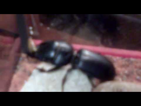 video editing software free Escaravelho Veado