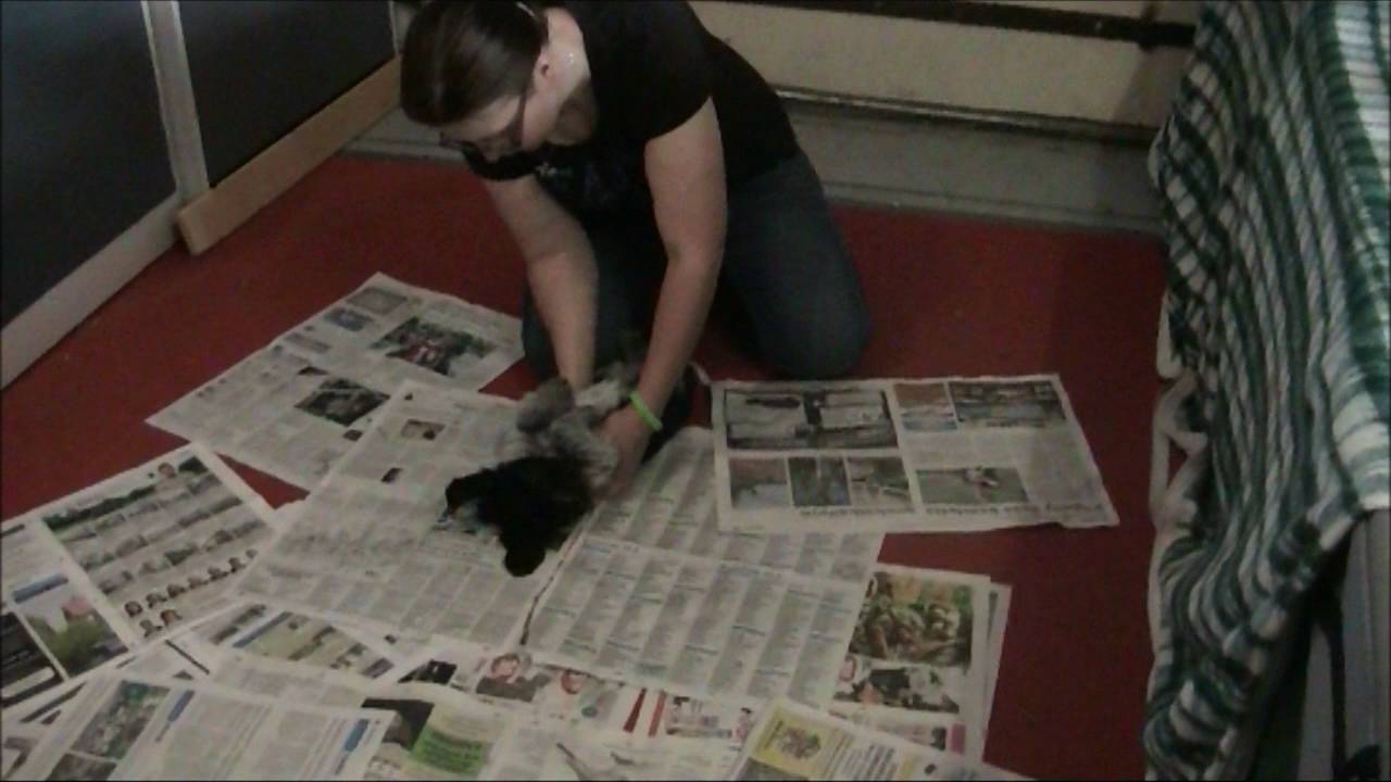 5 7 16 Pentutesti, Rillumarei