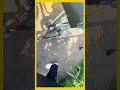 ずっとついてきます #野良猫 #shorts