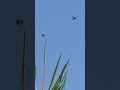 Hummingbirds
