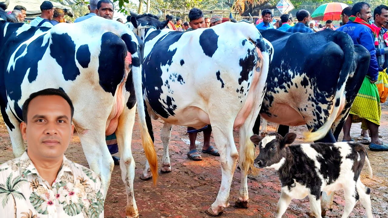 ১৮/০১/২৬/  ধাপের হাট থেকে উন্নত জাতের ১৫_২০ লি: দুধের গাভী গরুর দাম দর ও কেনা বেচা 