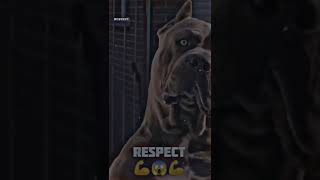 Pitbull Vs Rottweiler Dog Pitbull Lovers Subscribe . Rottweiler Lovers Like