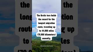 Which animal has the longest migration route?