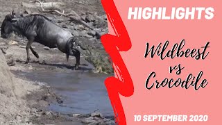 Highlights Maasai Mara - Amazing Mara River Crossing Wildebeest Cheats Death