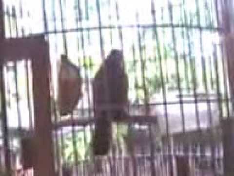 Suara Burung Trucuk Ropel Gila Bro Youtube