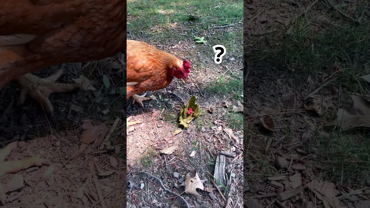 Chickens are not the brightest of the bunch. 😭😂