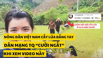 Nông Dân Việt Nam VẪN CẤY LÚA BẰNG TAY? Dân Mạng Trung Quốc 