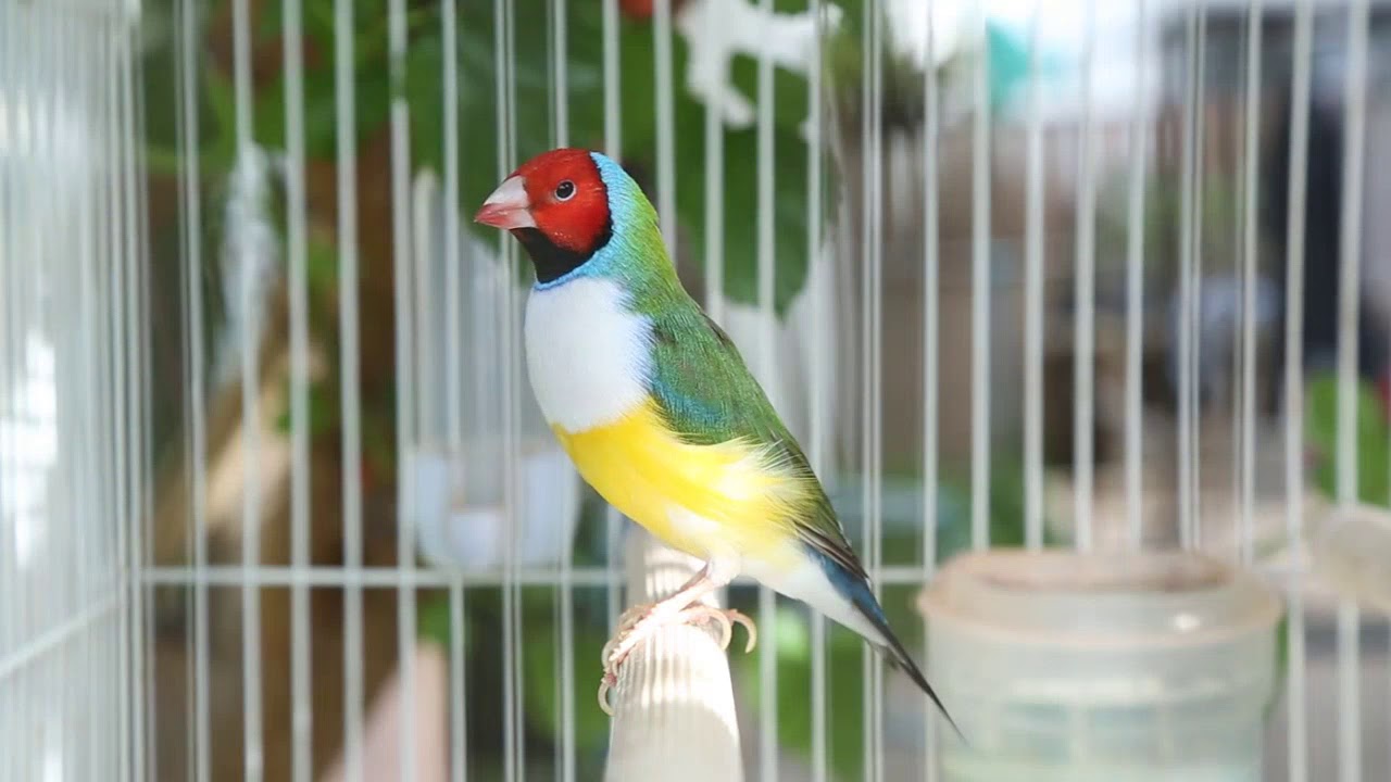 Lady Gouldians For Sale! Rainbow Finches For Sale!