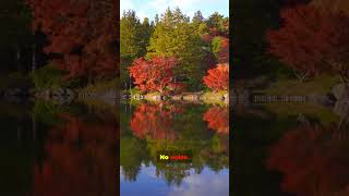 Autumn in Japan hits different 🍁 #japan #autumn #cinematic
