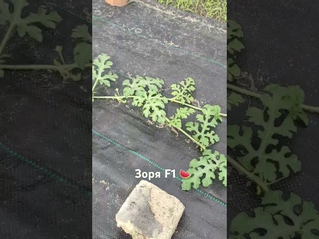 Кавун Зоря F1 🍉 вже цвіте 👍🌸