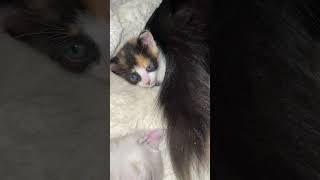 😻😻 #animais #cat #petsfofinhos #gatos #cutecat #animaisfofos #pets #micat #catlife #catlove #cute