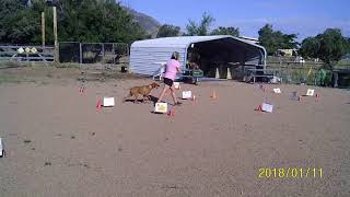 AKC Virtual Rally Novice Course #3- Vizsla Maverick