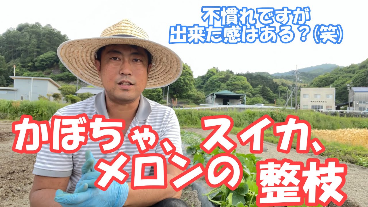 とりあえず花を飛ばしておく！かぼちゃ、スイカ、メロンの最初の誘引と