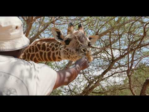 Rangers saved this giraffe's life when she was just one week old. 5 years later, she surprised them with a heartwarming reunion