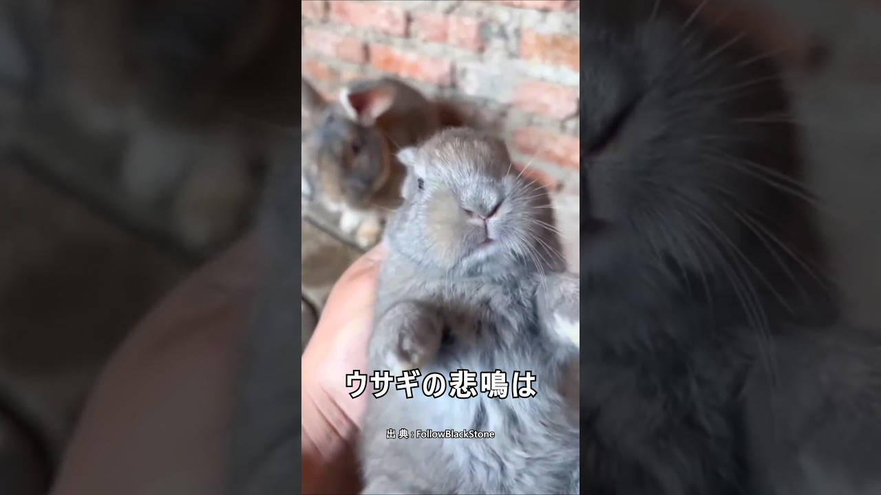 ウサギの首の後ろをつかむと起こること