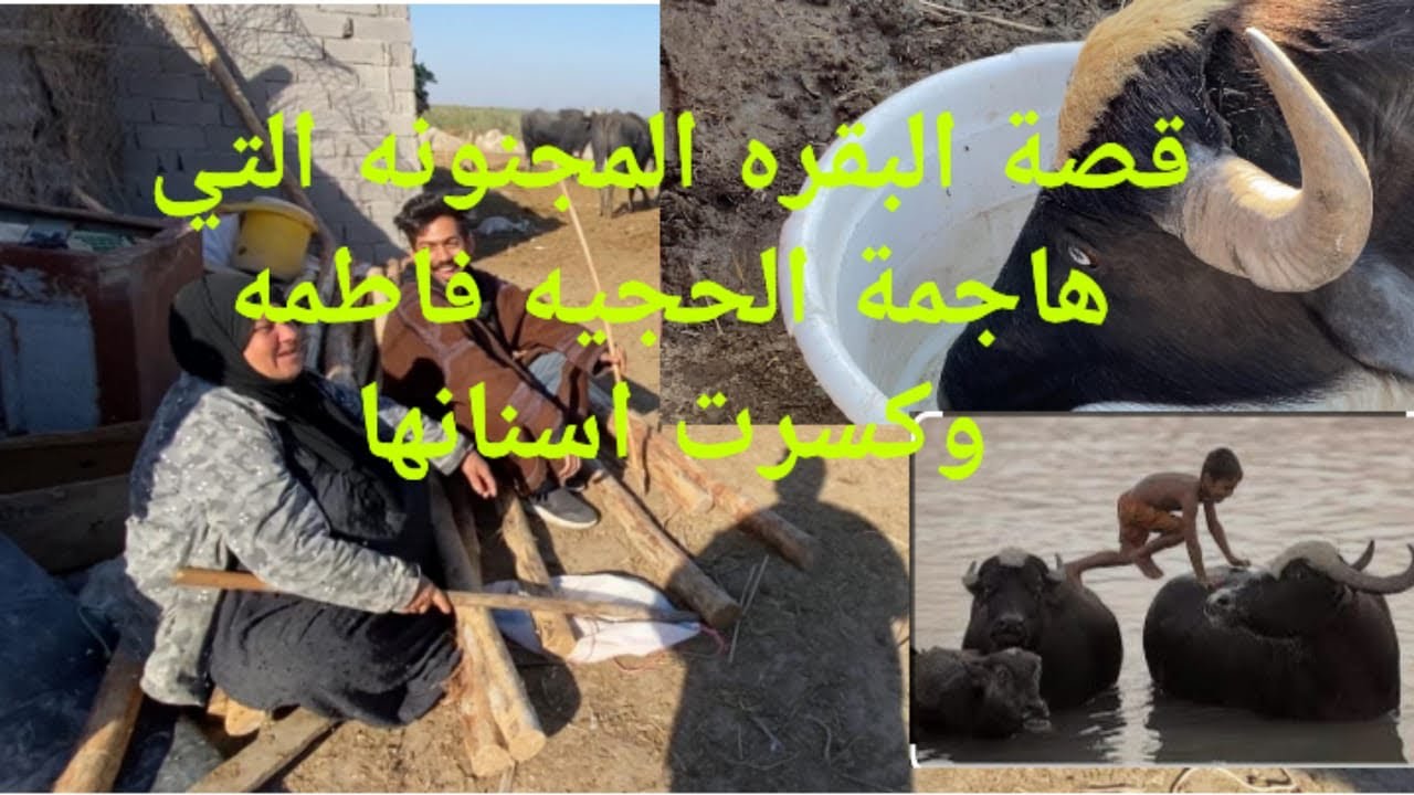 الحجيه فاطمه تروي قصة البقره المجنونه التي هاجمة الحجيه وكسرت اسنانها