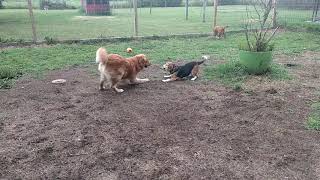 Levon and Lucy