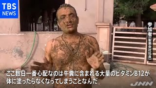インド 「牛ふんを体に塗ってコロナ撃退」に医師が警鐘【新型コロナ】