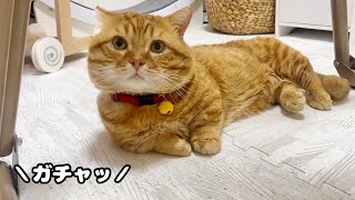 ごはんタイムがはじまる瞬間のぽちゃくんに密着！ #猫 #マンチカン by ねこもふファミリー 5,056 views 4 days ago 2 minutes, 16 seconds