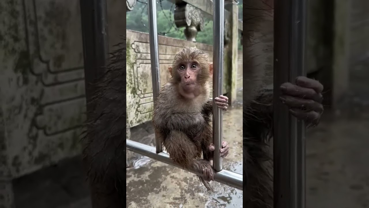 Super cute scene of a baby monkey in the rain 🌧 😍 