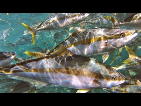 Ep-7 HOW TO CATCH KINGFISH WITH NO BAIT AND JUST A HANDLINE - Unique