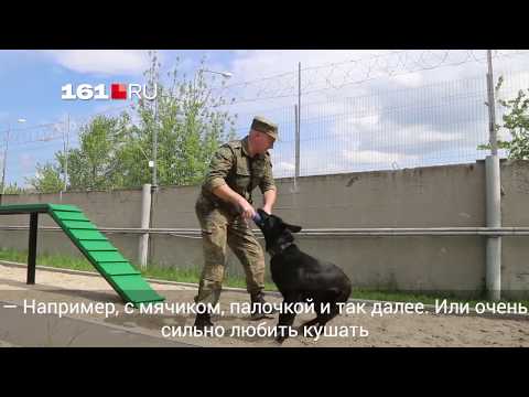 Ростовский кинолог - о том, как собак учат профессионально искать наркотики